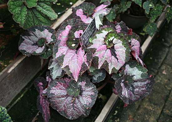 B. ‘Curly Merry Christmas’